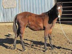 2012 Foal Bandersnatch Reed JW